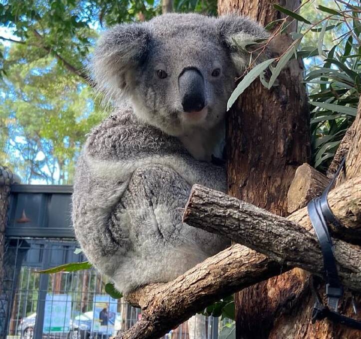Protecting koalas: The Koala Hospital reports there is a 70 per cent mortality rate following dog attacks. Photo: Port Macquarie Koala Hospital