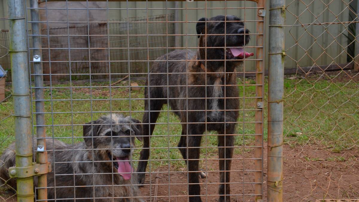 Starlin and Rustus are Irish Wolfhound x Staghounds and were surrendered due to work commitments. Picture: Ruby Pascoe