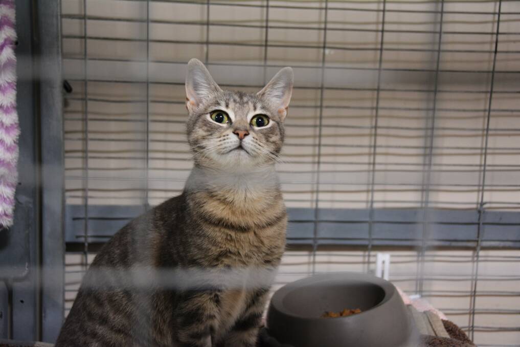 Feline: Ginny is currently at the Port Macquarie Animal Shelter and is available for adoption.