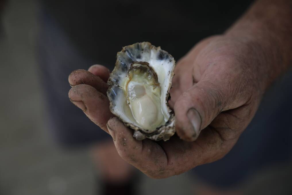 High demand: Hastings River Rock Oyster. Picture: Supplied