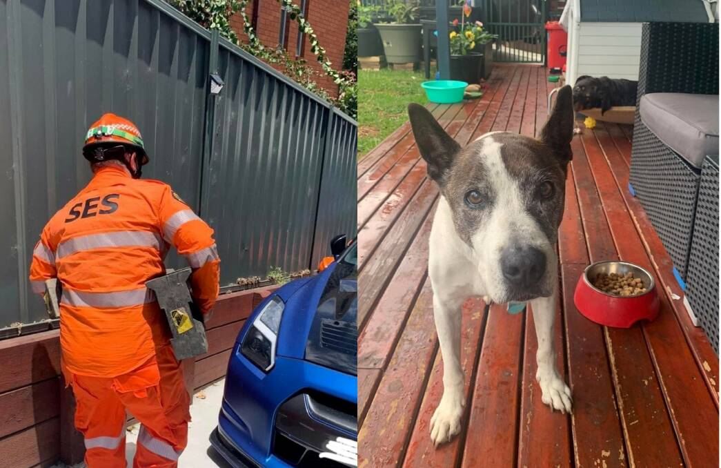 Port Macquarie SES volunteers rescued Othello from under his owner's car on Saturday, January 8. Photo: Port Macquarie SES