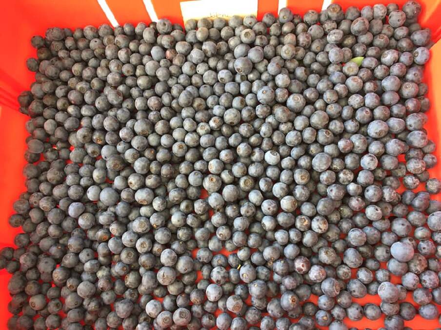 Ag Visa: Blueberries picked at Ticoba Blueberries and Avocados during the summer picking season last year. Photo: Supplied