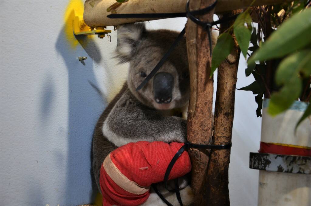 Koala Hospital: Timothy was found with a severe leg wound after being hit by a car last month. 