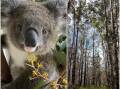 200 hectares of land adjoining the Killabakh Nature Reserve north of Taree has been acquired by the NSW national parks estate. Photos by Port Macquarie Koala Hospital and National Parks and Wildlife Service