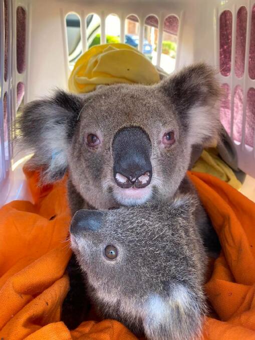 Two koalas Kailas Wild has rescued in Port Macquarie. Photo: Supplied