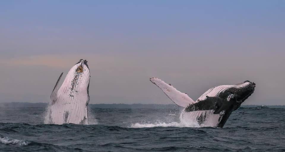 Whale numbers: Humpbacks snapped off the coast of Port Macquarie. Photo: Jodie Lowe's Marine Animal Photography