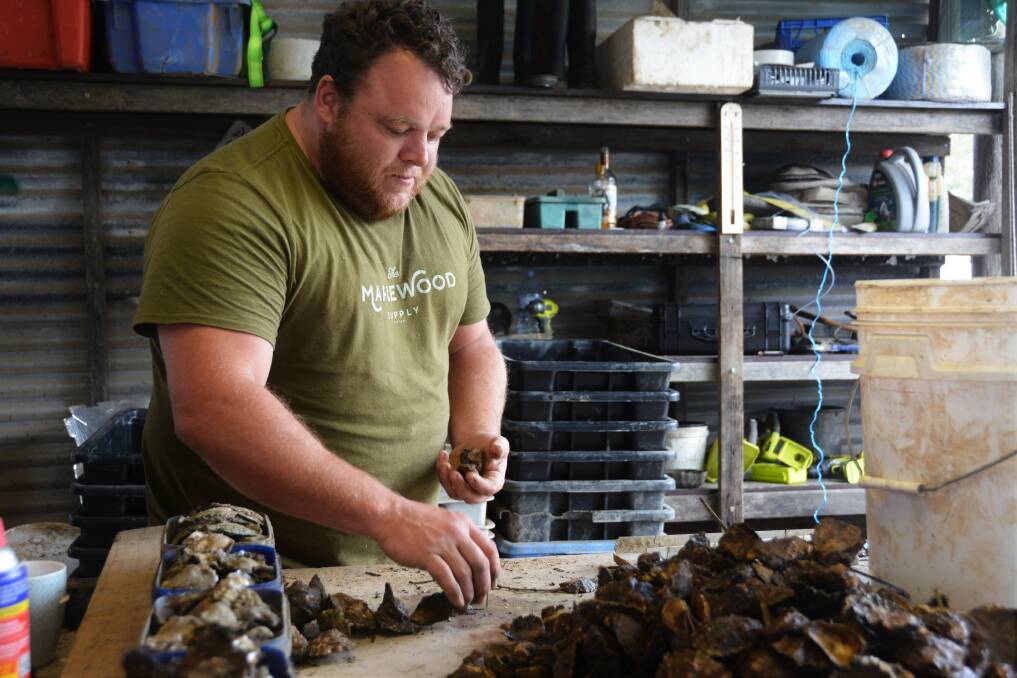 Harvest: Oyster farmer David Tunstead sorts through oysters that survived the March 2021 flood. Picture: Ruby Pascoe