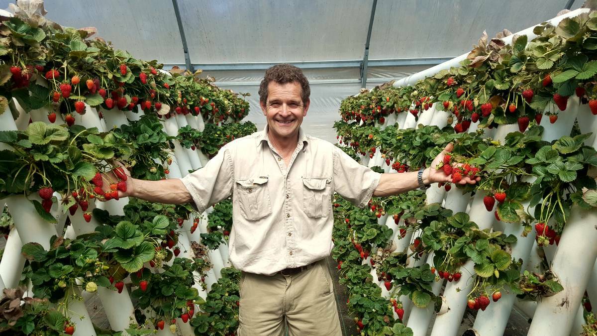 Strawberry jam: Owner of Ricardoes Tomatoes and Strawberries Anthony Sarks. 