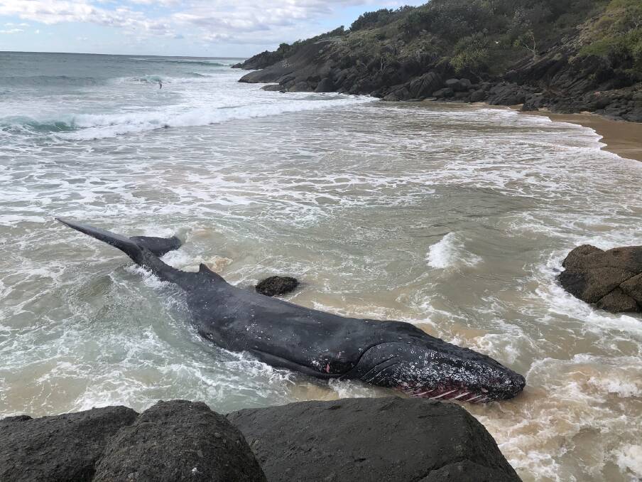 The whale washed up on rocks at Hat Head around lunchtime yesterday. Photo: NSW National Parks and Wildlife Service