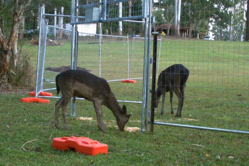 Feral deer: North Coast Local Land Services is in the middle of trialing a new feral deer trapping program. Photo: North Coast LLS