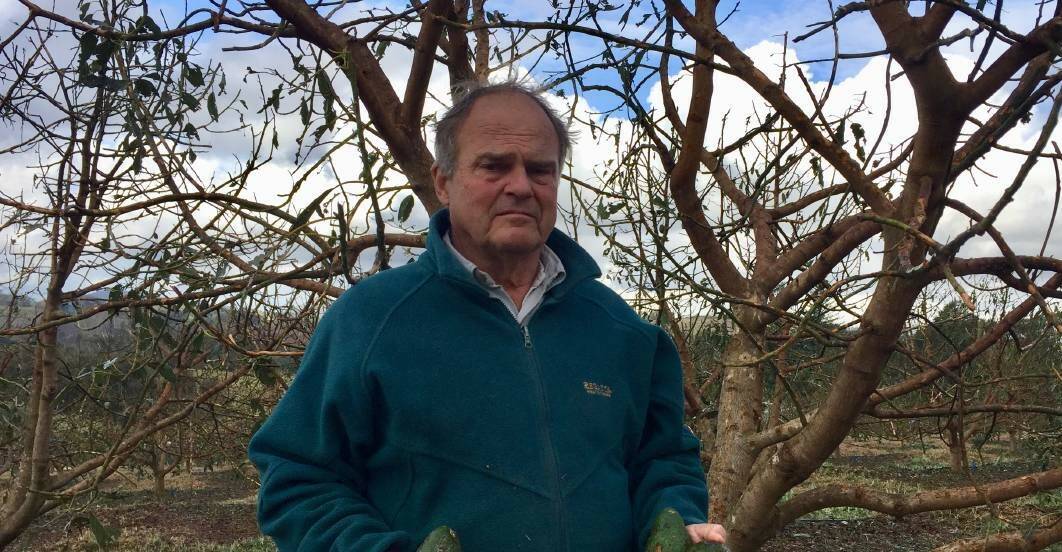 Owner of Ticoba Blueberries and Avocados Ernst Tideman. Photo: File