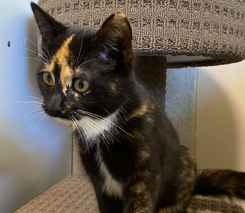 300 lives saved: The milestone 300th adoptee, Monday the Torti cat. Photo: Supplied
