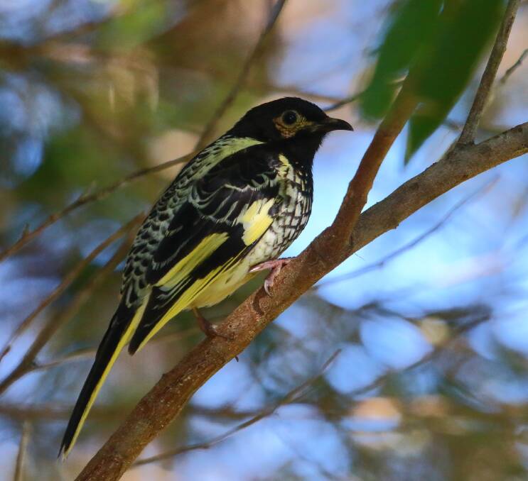 Striking bird: A Regent Honeyeater in swamp mahogany at Lake Cathie in July 2016. Photo: Peter West
