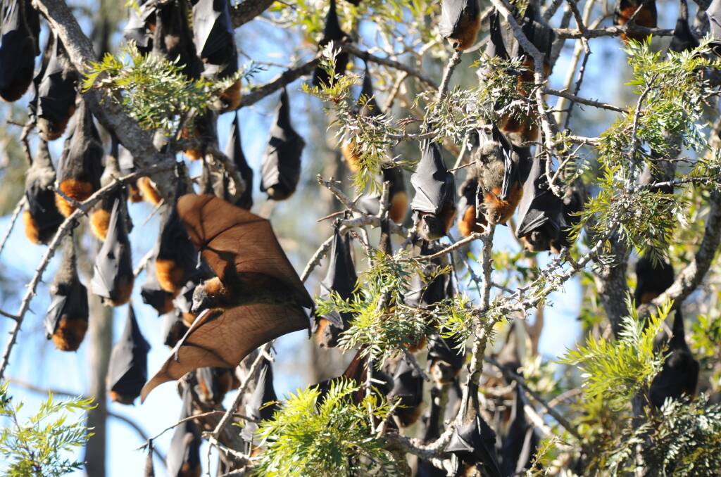 Fluctuating numbers: The Kooloonbung Creek area is home to flying foxes.
