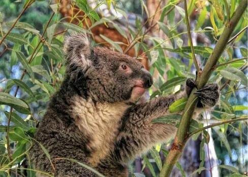 Coastal koalas: The majority of the area's koalas live east of the Pacific Highway.