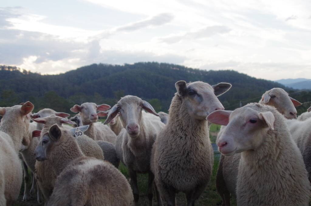 On the land: Ewetopia Farm's sheep are right at home on the Ellenborough property.