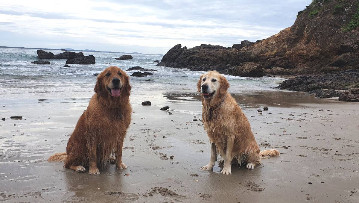 Dog-friendly beach: Golden retrievers Molly and Aggie enjoy a visit to Port Macquarie's Nobbys Beach, which is an off-leash area.