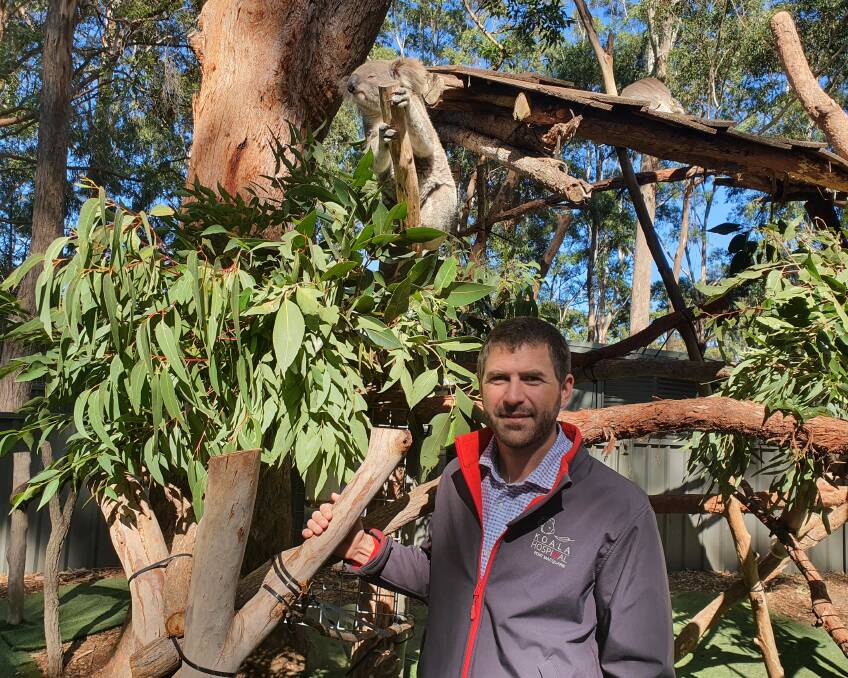 Future focus: Matt Whatman has joined the koala hospital team as he works on two pivotal projects.