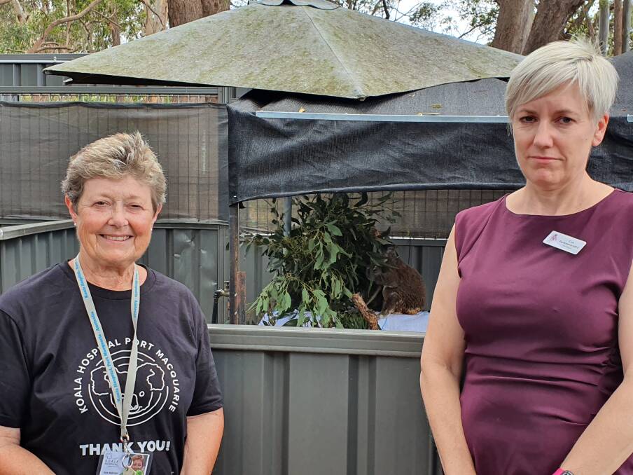 Information gathering: Koala Conservation Australia president Sue Ashton shows committee chair Cate Faehrmann one of the bushfire-affected koalas at Port Macquarie Koala Hospital.
