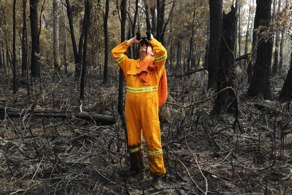 Careful work: Port Macquarie Koala Hospital assistant clinical director Scott Castle scans the trees for koalas in a section of burnt bush around the Googik Track. Photo: Nick Moir, Sydney Morning Herald