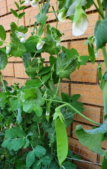 Snow peas are among the vegetables thriving in Connor Goddard's backyard garden.