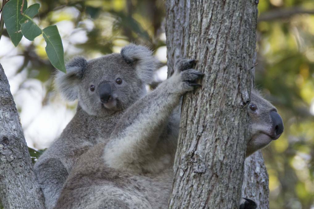 Protecting our koalas: The local government area is home to one of the largest population of koalas on the state’s east coast.
