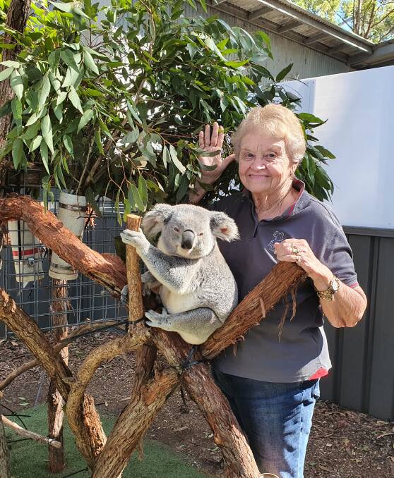Skilled volunteer: Port Macquarie Koala Hospital volunteer Barb Barrett checks on a koala named Ballina Franklin. Barb volunteers at the koala hospital one day a week in addition to her home care role.