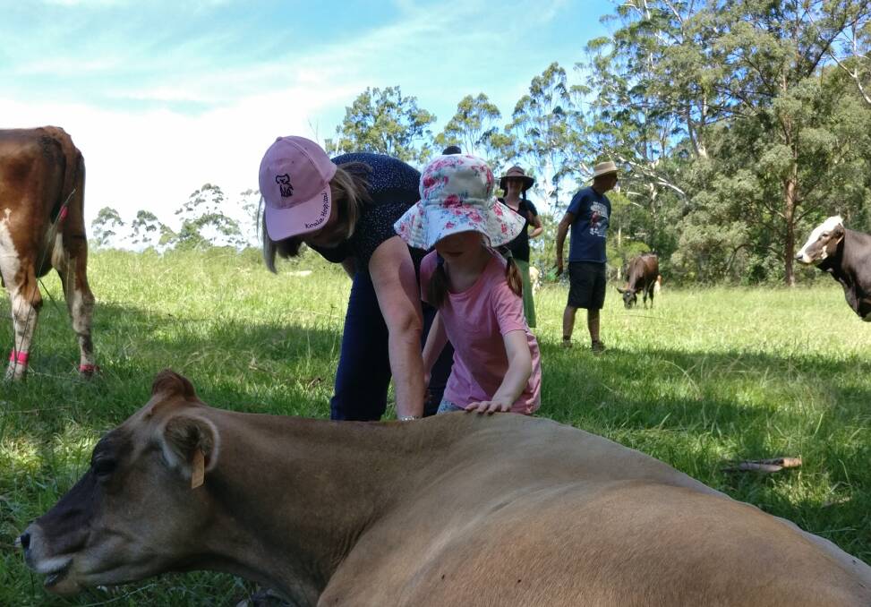 Farm experience: Visitors meet some of the cows at the Hannam Vale property. Photo: Benmar Farm