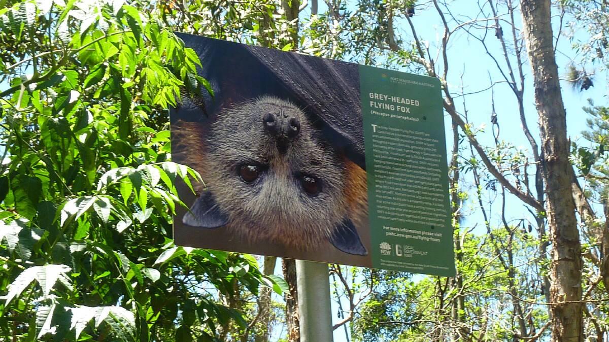 A sign raises awareness about the grey-headed flying fox.