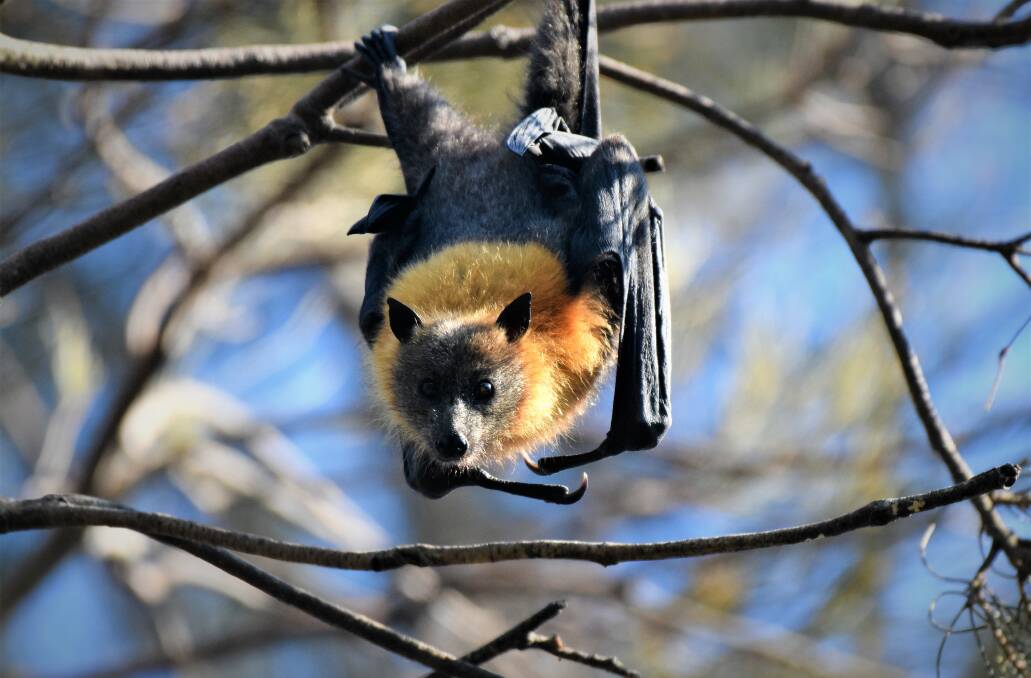 Management approach: The Kooloonbung Creek Flying Fox Camp Management Plan is proposed for adoption.