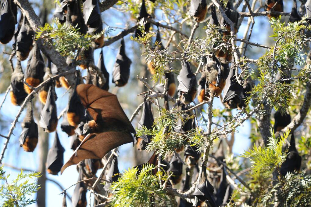 Home base: The Kooloonbung Creek flying fox population fluctuates depending on factors such as regional climatic conditions and seasonal food resources.