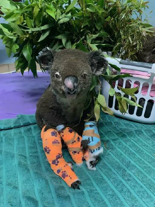 Progressing well: Lake Innes Nature Reserve Peter is recovering from his burns. Photo: Port Macquarie Koala Hospital