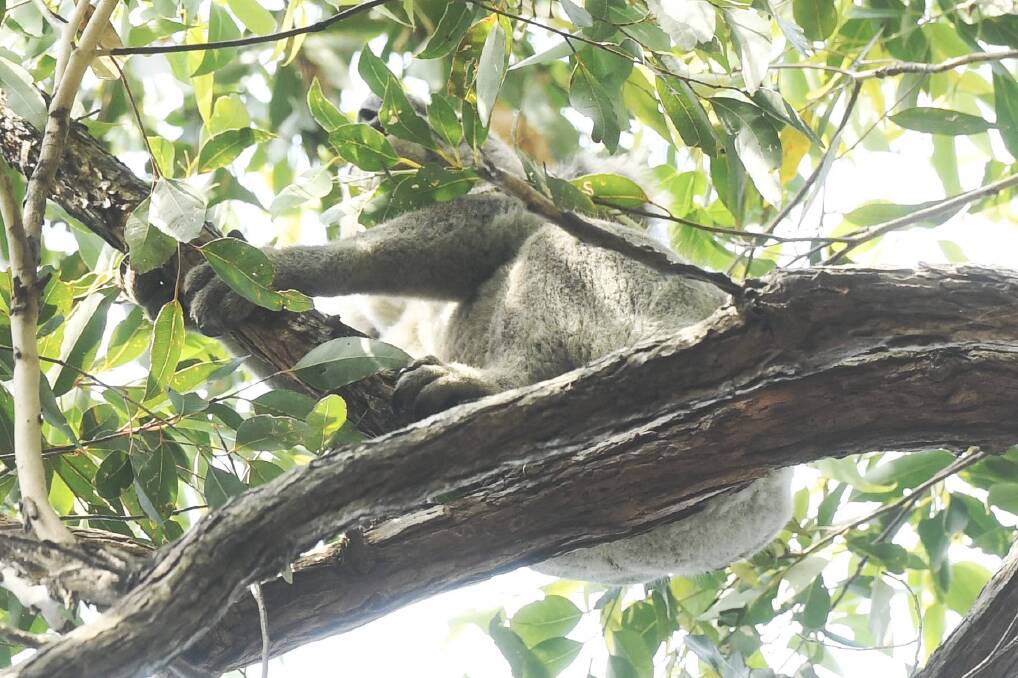 A second koala seen high up in a tree. Photo: Nick Moir, Sydney Morning Herald
