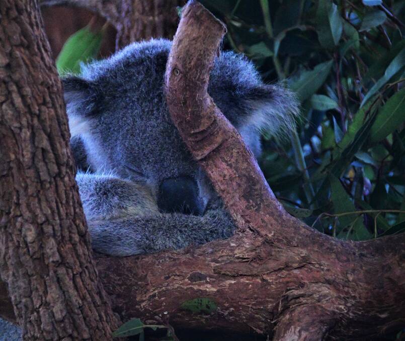 Future outlook: Koalas face a range of threats from habitat loss to dog attack, disease and bushfires.