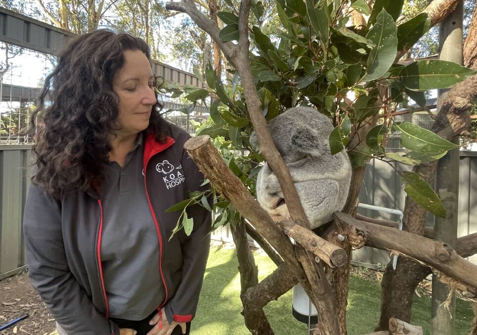 Koala Conservation Australia general manager Maria Doherty checks on a koala, named Evans Head CW, at Port Macquarie Koala Hospital. Picture by Lisa Tisdell