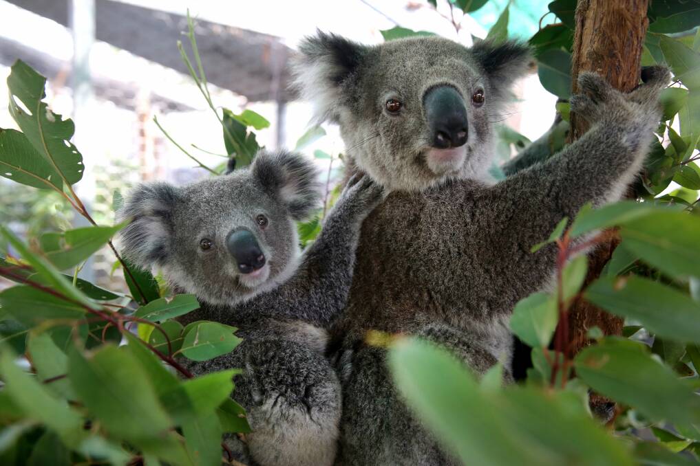 The Port Macquarie area is known for its koalas. Photo: Port Macquarie-Hastings Council