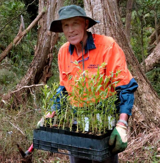Tree planting: Friends of Kooloonbung Creek Nature Park volunteer Les Mitchell prepares to plant paperbark trees. Photo: Rex Moir