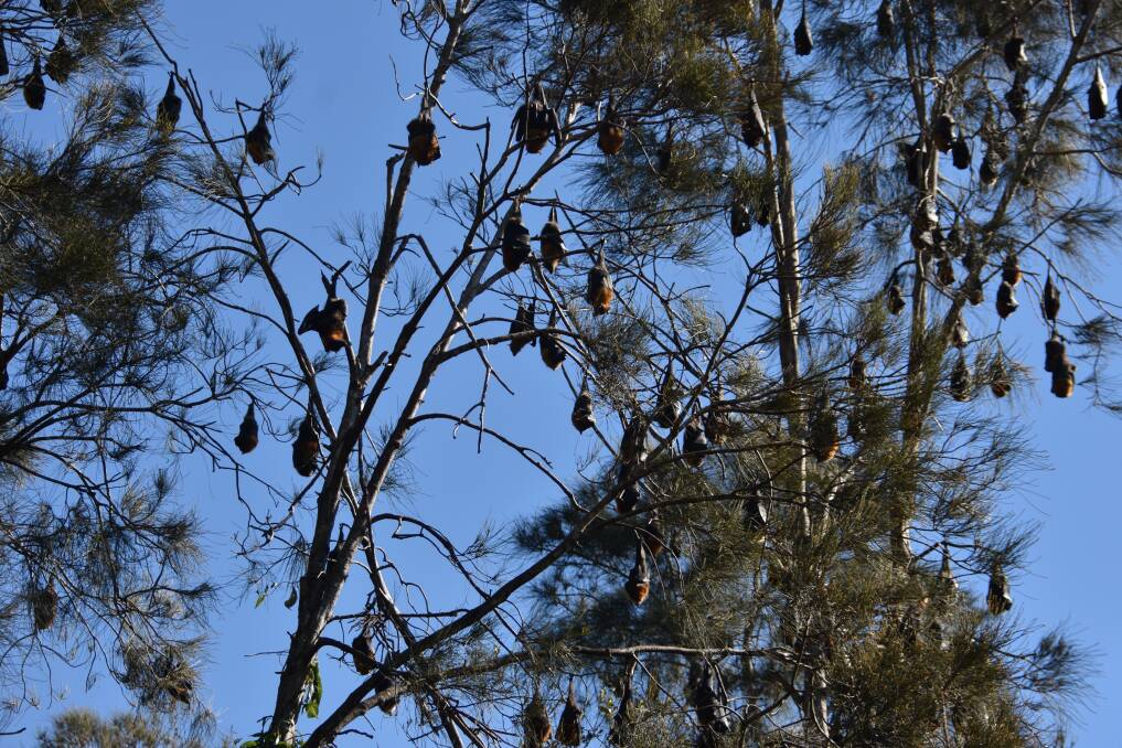 The flying fox population at Kooloonbung Creek Nature Reserve fluctuates seasonally.