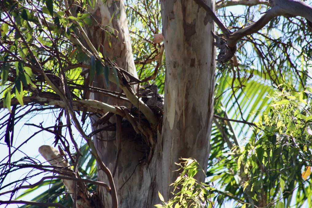 A mother and baby tawny frogmouth are safe and sound. Photo: John Jeayes