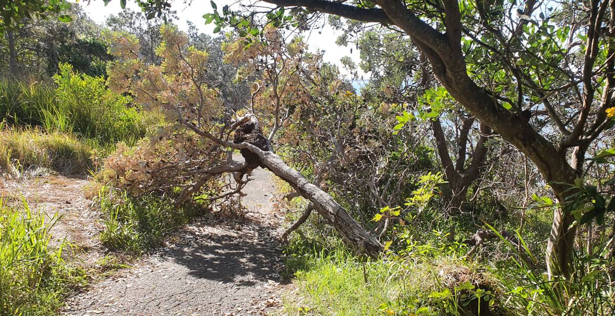 A fallen tree blocks part of the Coastal Walk.