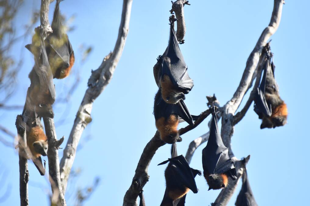 Habitat: Flying foxes roost in the Kooloonbung Creek Nature Reserve.