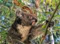 Habitat loss, dog attacks and road strikes are among the threats to koalas. Photo: File