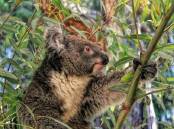 Habitat loss, dog attacks and road strikes are among the threats to koalas. Photo: File