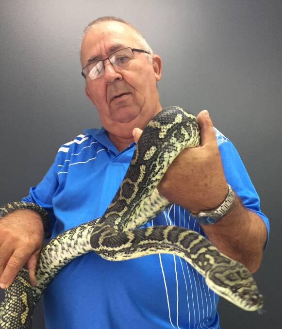 Education is key: North Coast Herpetology Group past president and animal keeper Norm Halling with a northern coastal python called Snickers.