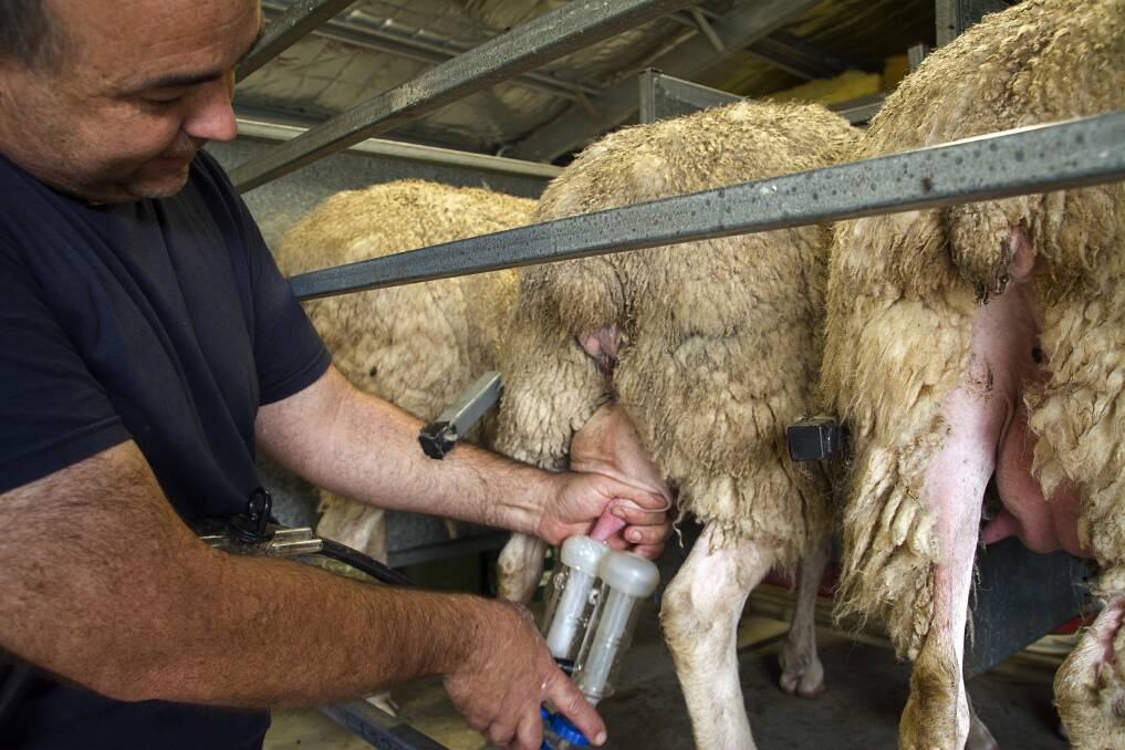 On hold: Ewetopia Farm's Ian McKittrick will take a break from milking and cheesemaking this summer season.