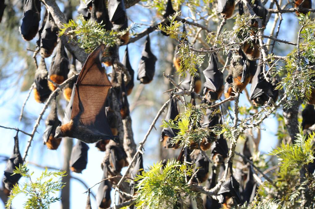 Complex issue: Bats can cause problems when they roost near residential areas.