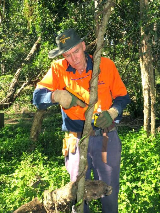 Volunteer role: Les Mitchell poisons introduced vines which compete with native vines and smother host trees at Kooloonbung Creek Nature Park. Photo: Rex Moir