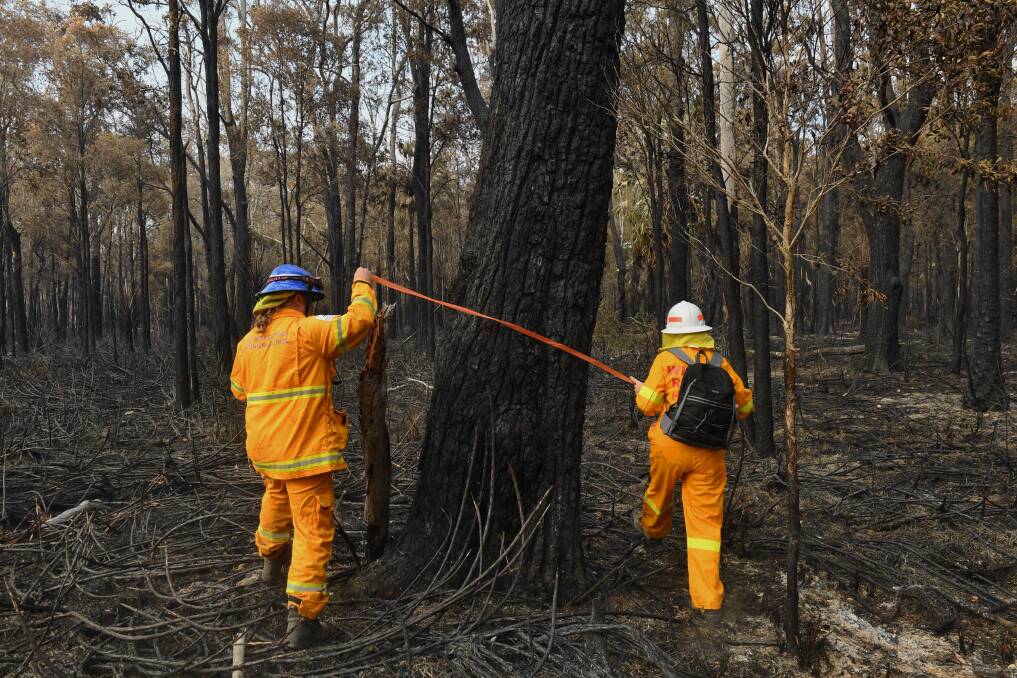 Two of the team members mark a tree as they scour burnt bush for injured koalas and other animals. Photo: Nick Moir, Sydney Morning Herald