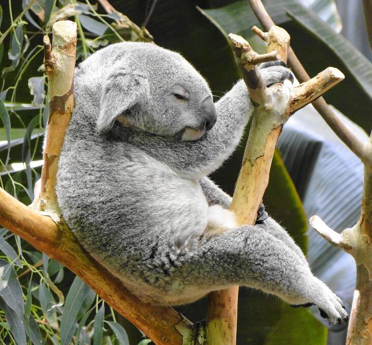 Expert view: There will be koala population impacts but the species will be able to survive the catastrophic bushfires.