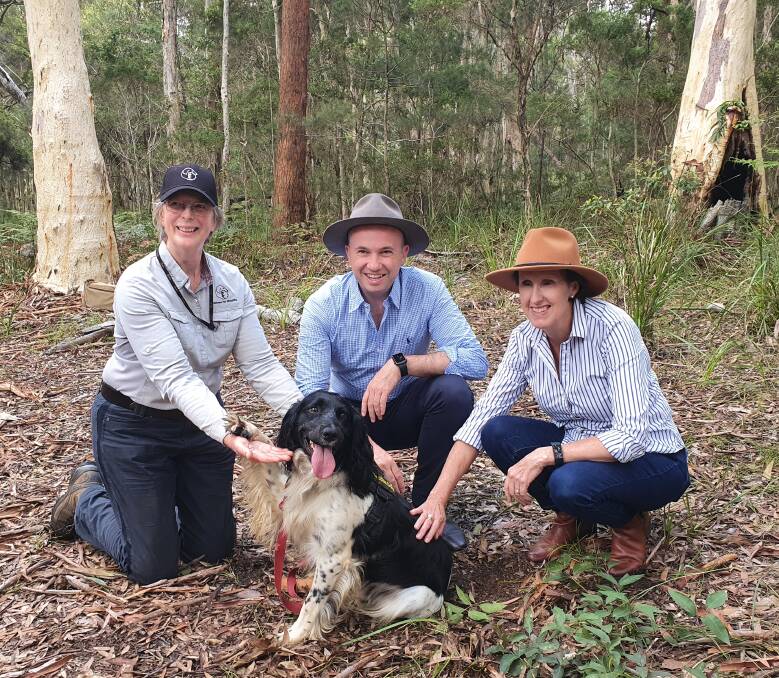 Important work: Ash the koala detection dog laps up attention from Canines for Wildlife partner Lynn Baker, Environment Minister Matt Kean and Port Macquarie MP Leslie Williams. 